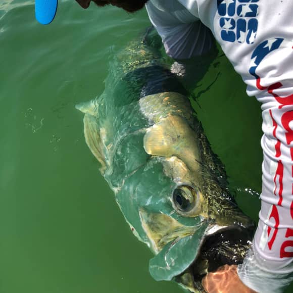 Tarpon fish Tampa Bay